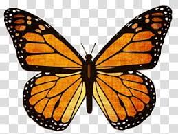 Monarch Butterfly Viceroy Animal Migration Milkweed Butterfly Butterfly Transparent Backgroun In 2020 Monarch Butterfly Butterfly Watercolor Butterfly Black And White