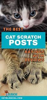 Pin On Pet Product Reviews