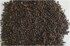 Image result for Xylopia aethiopica