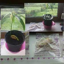 Growing Mango Tree From Fruit Seed Easy Steps Buy Mango Eat Mango Enjoy Save Seed And Scrape Careful Growing Mango From Seed Mango Tree Growing Fruit