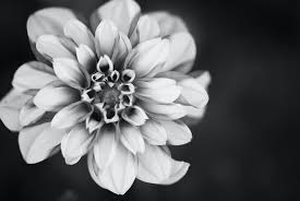 Download free flower black and white png images. Free Stock Photo Of Beautiful Flowers Black And White Flower