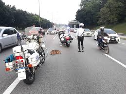 Jalan wira 1, taman maluri, 55100, cheras, kuala lumpur. Policeman Saves Injured Dog On Federal Highway Varnam My