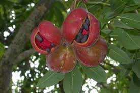 Image result for Sterculia appendiculata