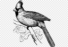 Livre De Coloriage Oiseau Cardinal Du Nord Oiseau Animaux Galliformes Png Pngegg