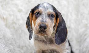 The dogs were initially considered a subtype of english coonhounds, which were recognized by the ukc in 1905. Puppies In Durham Looking For Their Fur Ever Homes