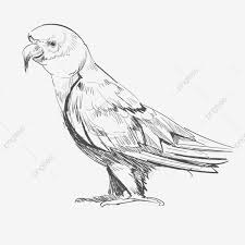 Check spelling or type a new query. Halaman Download Gambar Haiwan Lukisan Putih Talian Burung Nuri Burung Parrot