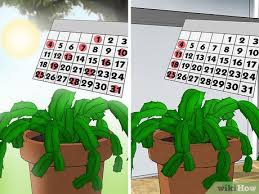 It was bred from two unique parent plants that both grow in the south american rainforests, specifically in brazil. How To Care For A Christmas Cactus 14 Steps With Pictures
