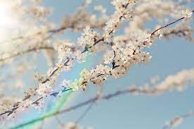 Blossom Rainbow Blossom Flower Beauty Rainbow
