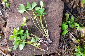 Anyway, these greedy critters eat through a wide variety of homegrown fruits and vegetables, including cucumbers, berries, squash, tomatoes, apples, and peaches. Weeds In The Garden What We Pull What We Leave And Why