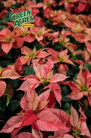 Poinsettia Care Poinsettia Care Poinsettia Holiday Season Christmas