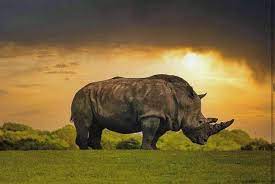 pin on private conservancies of kenya
