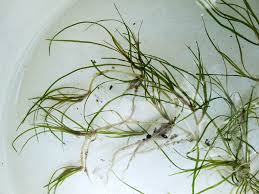 Image result for Zannichellia palustris