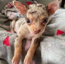 Join millions of people using oodle to find puppies for adoption, dog and puppy listings, and other pets adoption. Chihuahua Puppies For Sale Near Me Teacup Chihuahua Puppies For Sale Near Me