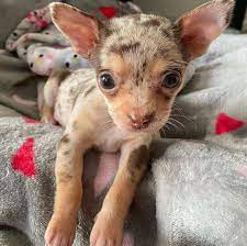 If you are looking to adopt or buy a chihuahua take a look here! Chihuahua Puppies For Sale Near Me Teacup Chihuahua Puppies For Sale Near Me