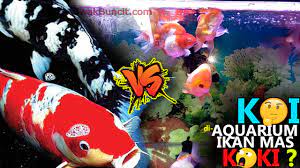 Walaupun anda sudah menggunakan sistem filter pada kolam koi, terkadang air kolam tersebut bisa menjadi keruh. Bolehkah Menggabung Ikan Koi Dengan Ikan Mas Koki Dalam 1 Aquarium