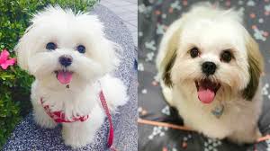 This mixed breed does not shed very much, so is the perfect companion for people that have allergies. Maltese Shih Tzu Surprising Things About Malshi Dogs Addict