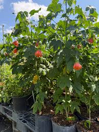 Image result for Abutilon sp.no.1