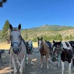 Trail Riding Intensive Camp