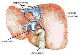 This oxygenated blood is carried from the lungs in the pulmonary vein to the left atrium of the heart. 22 7d Blood Supply To The Liver Medicine Libretexts