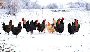 You can supplement the sunlight with a growing light in the garage. 3 Winter Tips For First Time Chicken Owners Hobby Farms