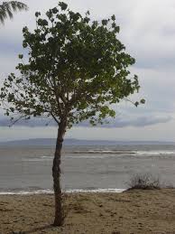 Image result for Thespesia