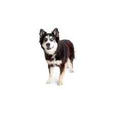 Formally used as a sled dog, the alaskan malamute is a large working dog with beautiful coloring and a strong build. Alaskan Malamute Puppies Petland Mason Oh
