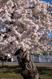 Whether you are looking for a fast growing tree for privacy, a windbreak, a flowering cherry tree reminiscent of dc's tidal basin, or a tree species that lived during the dinosaur era, you will find. 27 Flowering Trees For Virginia Gardens Progardentips