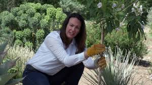 9559 north camino del plata. Trees For You Tucson Electric Power