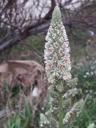 Image result for Reseda