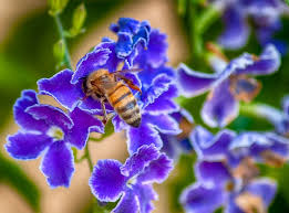 There are 8009 honey bee flowers for sale on etsy, and they cost 10,87 $ on average. Free Shipping Honey Bees Beekeeping Supplies For Sale In The Usa Lappe S Bee Supply Lappe S Bee Supply Honey Farm Llc