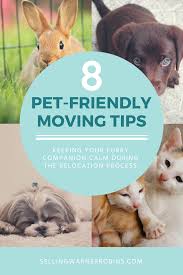 If you're travelling to hawaii with your dog, whether for a holiday or if you're moving to hawaii, find out the steps to prepare to avoid quarantine. Relocation Tips When Moving With Pets Moving Tips Pet Relocation Moving To Another State