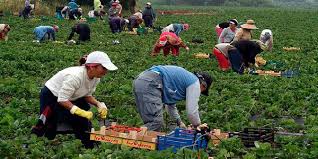 Espagne Des Marocaines Juste Appropriees A La Cueillette Des Fruits Rouges Hortitecnews