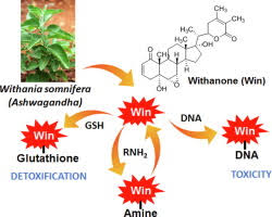Dna Damage By Withanone As A Potential Cause Of Liver Toxicity Observed For Herbal Products Of Withania Somnifera Ashwagandha Sciencedirect