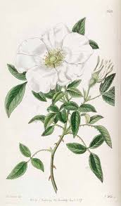 Image result for Rosa laevigata