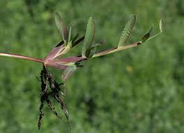 Image result for Chloris pilosa