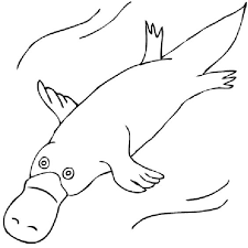 The platypus is a really strange animal! Duck Billed Platypus Drawing Platypus Coloring Pages Duck Billed Clip Art Wikiclipart