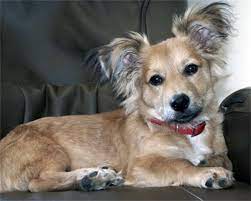 25 Unreal Corgi Dog Cross Breeds You Ve Got To See To Believe In 2020 Corgi Cross Breeds Corgi Mix Breeds Corgi Dachshund