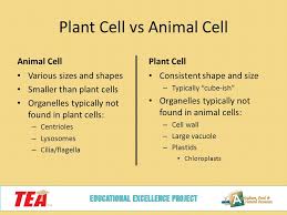 What do organelles do both animal and plant cells have? Discovering The Plant Cell Ppt Download