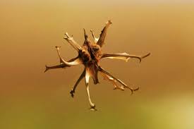 Image result for Harpagophytum procumbens