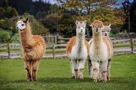 Learn How Easy It Is To Raise Alpacas On The Homestead And The Benefits You Can Reap From Their Luxurious Wool And Tax Benefits In 2021 Alpaca Farm Llama Alpaca
