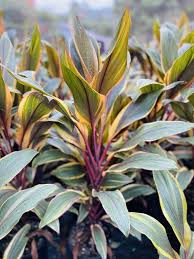 Check spelling or type a new query. 14 Beautiful Indoor Cordyline Varieties Ti Plant Types