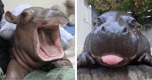 The latest update from zoo staff includes a video of the baby hippo's first bath, as well as the following statement: I Can Has Cheezburger Hippo Funny Animals Online Cheezburger