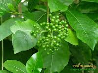 Image result for Pavetta sp. I