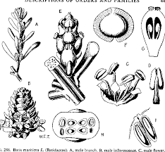 Image result for Mesanthemum glabrum