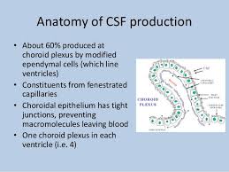 Cerebrospinal Fluid Csf And Interpreting Lumbar Puncture Cerebrospinal Fluid Lumbar Puncture Cranial Nerves Mnemonic