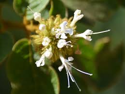 Image result for Volkameria glabra