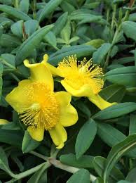 Image result for Hypericum