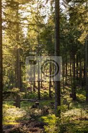 Floresta De Montanha Com Raios De Sol E Sombras De Contraste Cartazes Para A Parede Posters Nevoa Cenico Ao Ar Livre Myloview Com Br