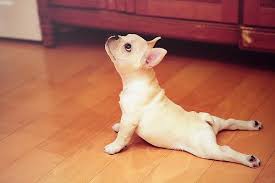 The Difference Between Cobra And Upward Facing Dog Cute Animals Upward Dog Funny Animals