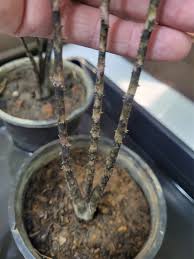 Image result for Disperis johnstonii